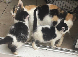 Black and white kittens