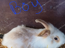 Baby full lop eared rabbits