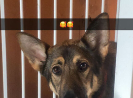 German shepherd bitch fur sale