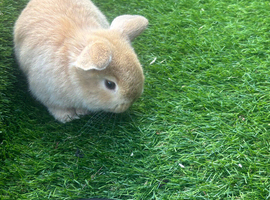 Mini lop baby rabbit !!