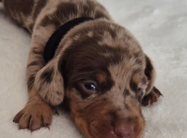 Stunning Miniature Dachshunds