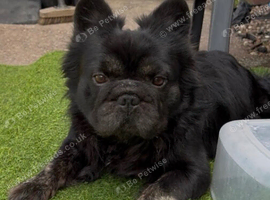 Rehoming due to work
