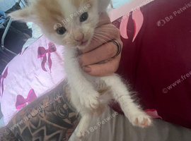 1 male kittens for sale