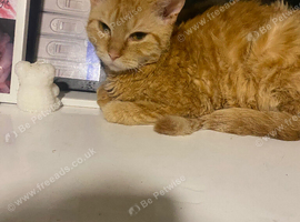 Female cat