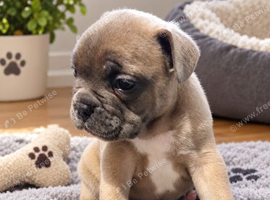 Frenglish bulldogs