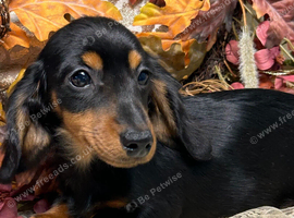 KC Long Coat Miniature Dachshund Puppies