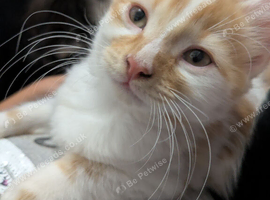 3 male kittens for sale 11 weeks old