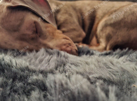 dachsund