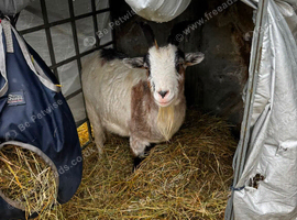 1 pygmy 1 boer