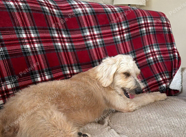 GOLDENDOODLE. F1