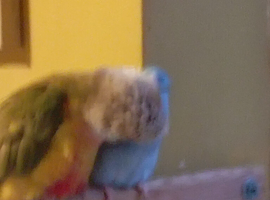 Harley 2 year old cunure