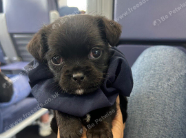 3 pug cross jack puppy&rsquo;s