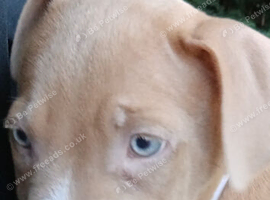 Staffy x belgian malinios for sale