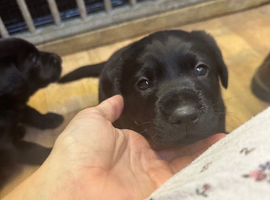 KC Registered Black Labs