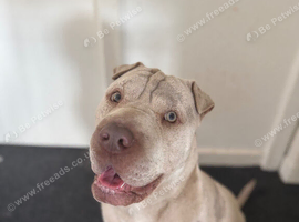 1 year old male sharpei cross needing rehomed