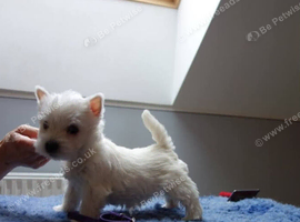 8 weeks old Westie Girl