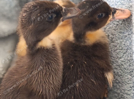 2 ducklings
