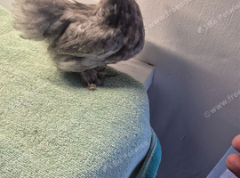 Pekin batam pullets