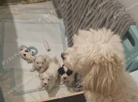 Maltipoo's 1 boy 1 girl left, rare coloured faces