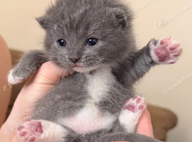 4 Bristish short hair kittens for sale