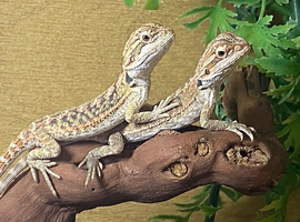 Hypo Bearded Dragons at Birmingham Reptiles