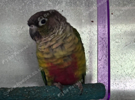 Male red sided conure