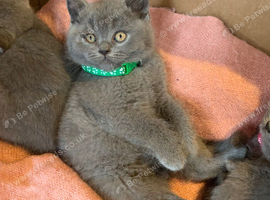 Beautiful two brothers half British short hair