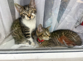 11 week old 3x boy kittens for sale