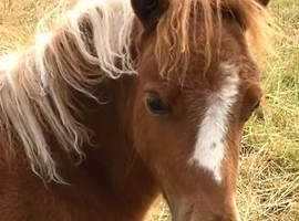Shetland Mini Filly Foal