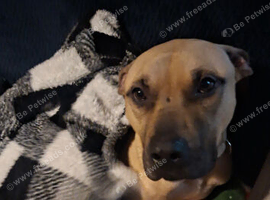 Mastiff cross