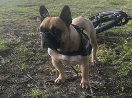 KC Registered French Bulldog female