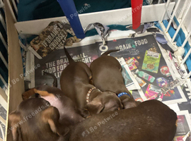 Chihuahua puppies