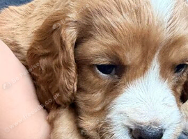 Cocker spaniel puppies