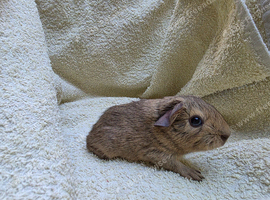 Beautiful unusual guinea pigs