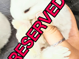 6 healthy Mini lion Lops available