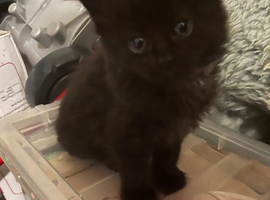 Litter of kittens