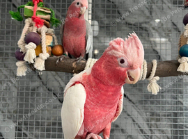 Baby handReared Super Tame Cuddly Lutino Galah Cockatoo Parrot,25