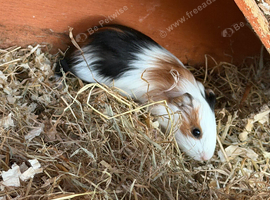 Guinea pigs