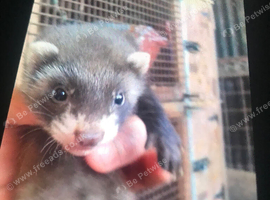 Ferret