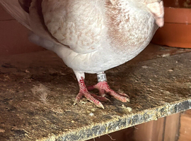 Pigeon for sale