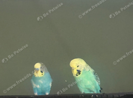 Male and female budgie need new home