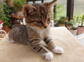 Male Tabby Kitten