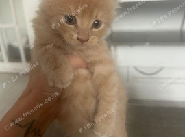 Maine coon kittens
