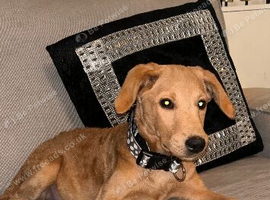 Belle labradoodle