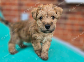 Stunning Cairn x Fox Terrier Puppies