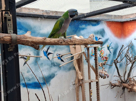 Derbyan parakeet, 1 year old DNA Cock close rung talks