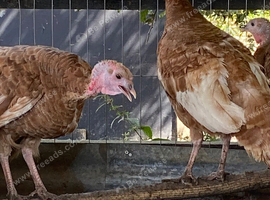 Bourbon red turkeys