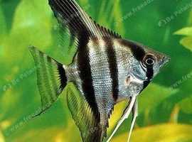 Aquarium cleaning