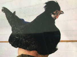 Silkie cross breed bantams