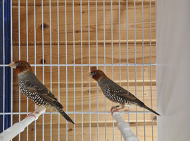 Red heads 2 male